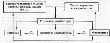 Курсовая работа: Папоротники Пензенской области