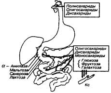 Реферат: Физиология пищеварения