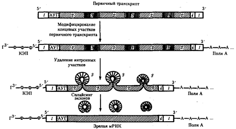 Реферат: Противостояние организма изменениям барических и термических условий