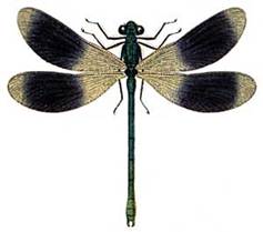 Calopteryx splendens, male