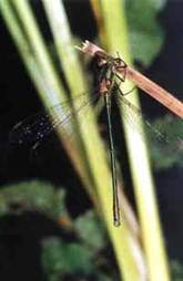 Lestes sponsa, male