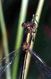 Lestes sponsa, male