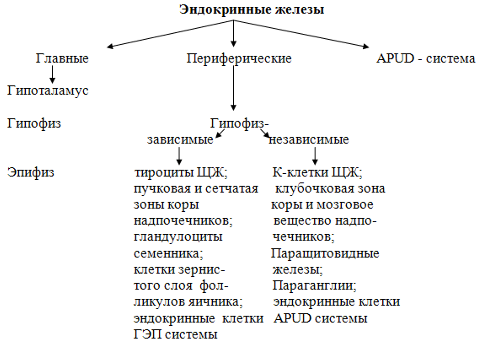 Реферат: Гипоталамус