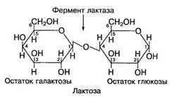 Реферат: Лактоза (молочный сахар)