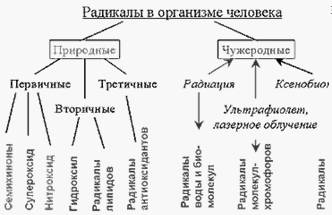 Реферат: Некоторые аспекты накопления 90Sr и 90Y в березовом соке