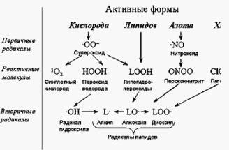 Реферат: Некоторые аспекты накопления 90Sr и 90Y в березовом соке