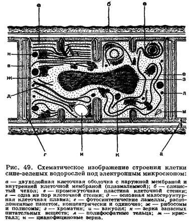 Реферат: Классификация и строение водорослей