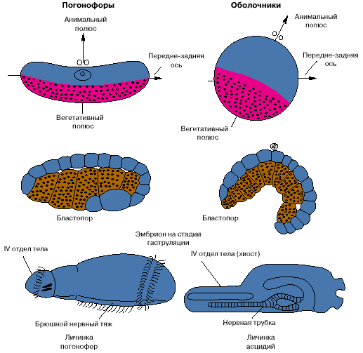 dino_pic3.gif (13977 bytes)