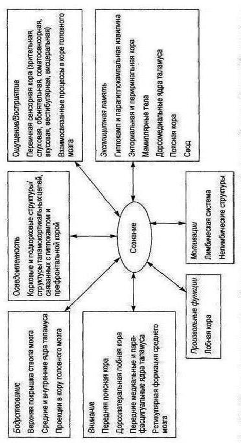 Реферат: Сознание и мозг 2