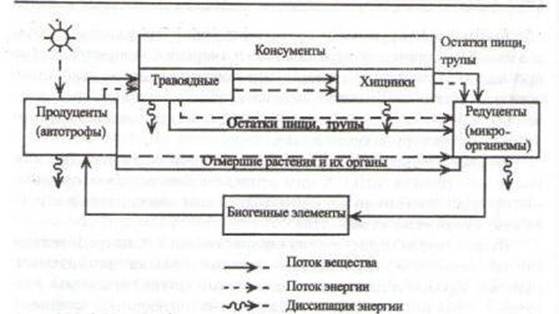 Курсовая работа: Беспозвоночные черви