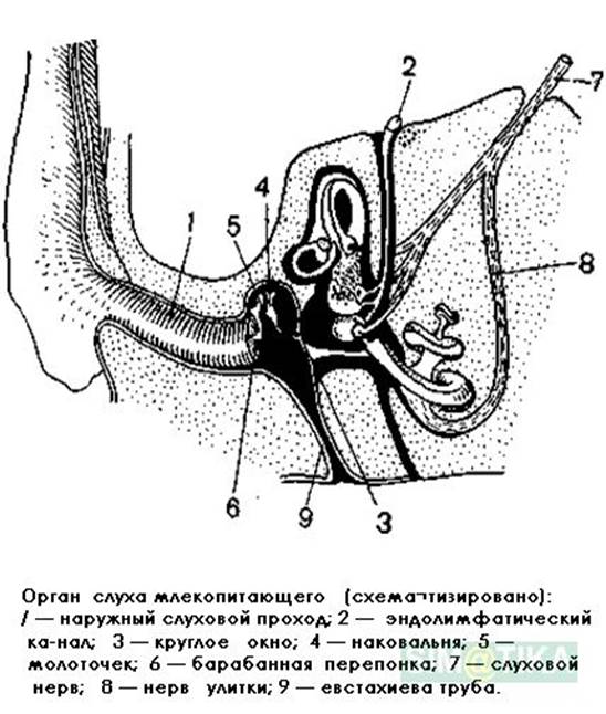 Реферат На Тему Млекопитающие