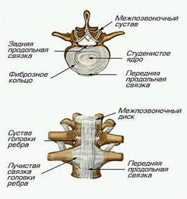 Реферат: Скелет