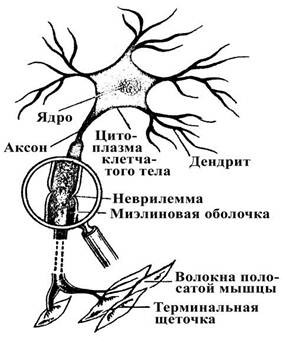 Реферат: Нейрон