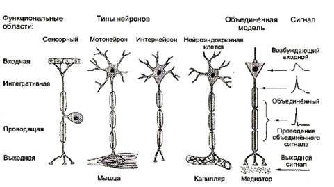 Реферат: Нейрон