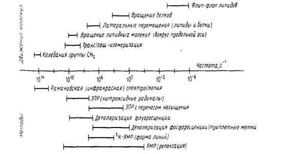 Реферат: Биогенез мембран