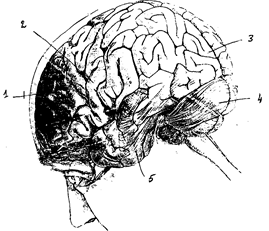 Реферат: Головной мозг