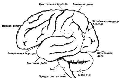 Реферат: Продолговатый мозг