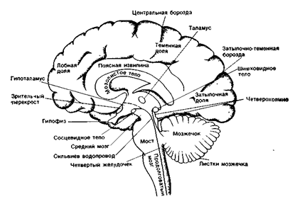 Реферат: Конечный мозг