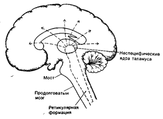 Реферат: Лимбическая система