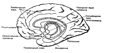 Реферат: Лимбическая система