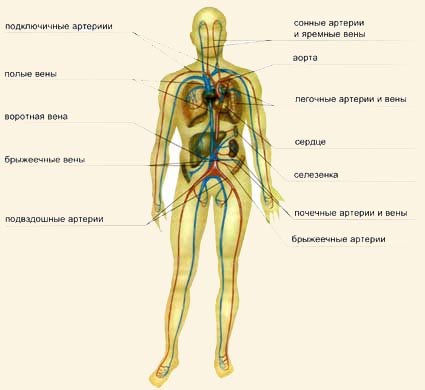 Реферат На Тему Кровеносная Система Человека