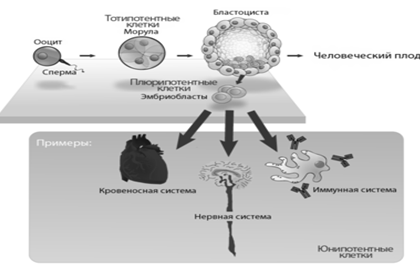 Реферат: Экстрокорпоральное оплодотворение