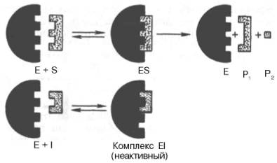  : http://www.xumuk.ru/biologhim/bio/img352.jpg