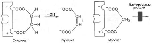  : http://www.xumuk.ru/biologhim/bio/img346.jpg